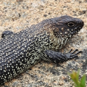 Egernia cunninghami at Tennent, ACT - 21 Jan 2022 12:09 PM