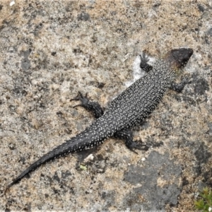 Egernia cunninghami at Tennent, ACT - 21 Jan 2022 12:09 PM