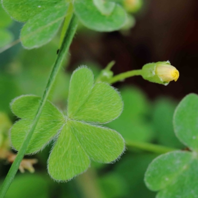 Oxalis sp. (Wood Sorrel) at Blue Gum Point to Attunga Bay - 17 Jan 2022 by ConBoekel