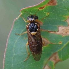 Perga sp. (genus) (Sawfly or Spitfire) at Yarralumla, ACT - 18 Jan 2022 by ConBoekel