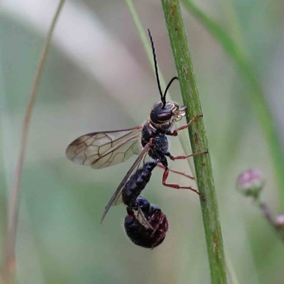 Thynninae (subfamily) (Smooth flower wasp) at Yarralumla, ACT - 17 Jan 2022 by ConBoekel
