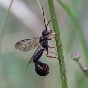 Thynninae (subfamily) at Yarralumla, ACT - 18 Jan 2022 09:14 AM