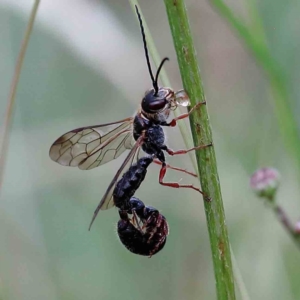 Thynninae (subfamily) at Yarralumla, ACT - 18 Jan 2022 09:14 AM