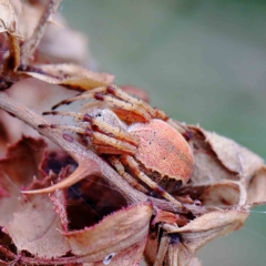 Salsa fuliginata (Sooty Orb-weaver) at Blue Gum Point to Attunga Bay - 17 Jan 2022 by ConBoekel