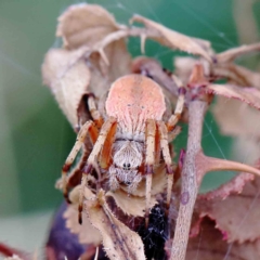 Salsa fuliginata at Yarralumla, ACT - 18 Jan 2022