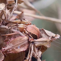 Salsa fuliginata at Yarralumla, ACT - 18 Jan 2022