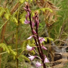 Dipodium roseum (Rosy Hyacinth Orchid) at Tennent, ACT - 20 Jan 2022 by JohnBundock