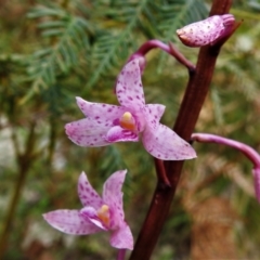 Dipodium roseum at Tennent, ACT - suppressed