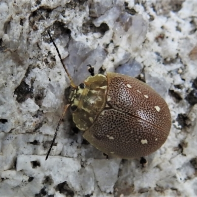 Paropsis aegrota (Eucalyptus Tortoise Beetle) at Tennent, ACT - 21 Jan 2022 by JohnBundock