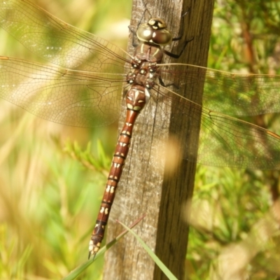 Adversaeschna brevistyla (Blue-spotted Hawker) at Murrumbateman, NSW - 21 Jan 2022 by SimoneC