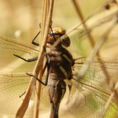 Adversaeschna brevistyla at Murrumbateman, NSW - 21 Jan 2022