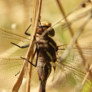 Adversaeschna brevistyla at Murrumbateman, NSW - 21 Jan 2022