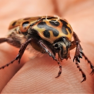 Neorrhina punctata at Tennent, ACT - 21 Jan 2022