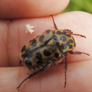 Neorrhina punctata at Tennent, ACT - 21 Jan 2022