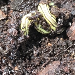 Caenoplana sulphurea at Captains Flat, NSW - 15 Jan 2022 11:19 AM