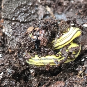 Caenoplana sulphurea at Captains Flat, NSW - 15 Jan 2022 11:19 AM