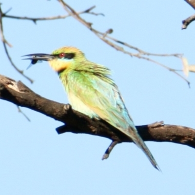 Merops ornatus (Rainbow Bee-eater) at Springdale Heights, NSW - 21 Jan 2022 by PaulF