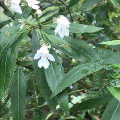 Prostanthera lasianthos (Victorian Christmas Bush) at Captains Flat, NSW - 15 Jan 2022 by Tapirlord