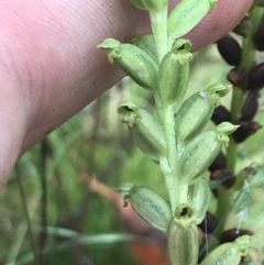 Microtis unifolia at Captains Flat, NSW - suppressed