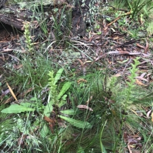 Microtis unifolia at Captains Flat, NSW - suppressed