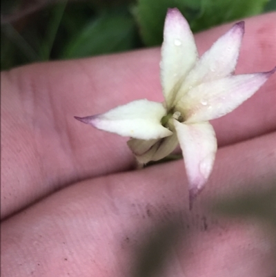 Billardiera mutabilis (Climbing Apple Berry, Apple Berry, Snot Berry, Apple Dumblings, Changeable Flowered Billardiera) at Captains Flat, NSW - 15 Jan 2022 by Tapirlord