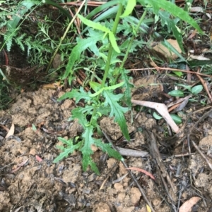 Senecio hispidulus at Captains Flat, NSW - 15 Jan 2022