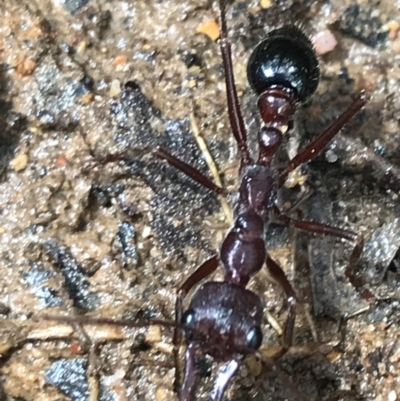 Myrmecia forficata (A Bull ant) at Captains Flat, NSW - 15 Jan 2022 by Tapirlord