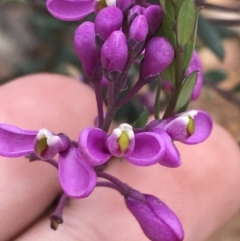 Comesperma ericinum (Heath Milkwort) at Tallaganda National Park - 15 Jan 2022 by Tapirlord