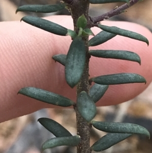 Comesperma ericinum at Captains Flat, NSW - 15 Jan 2022