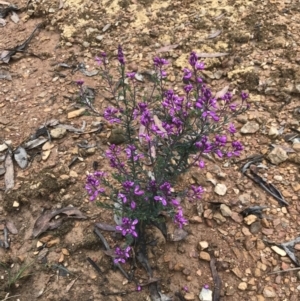 Comesperma ericinum at Captains Flat, NSW - 15 Jan 2022