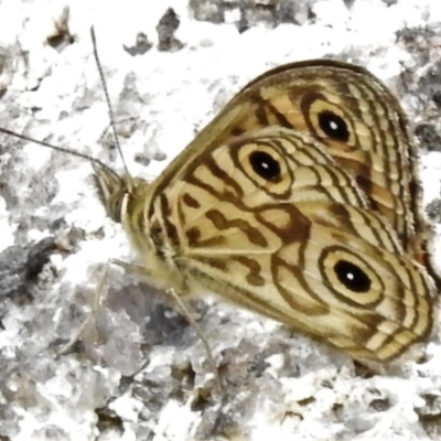 Geitoneura acantha (Ringed Xenica) at Tennent, ACT - 21 Jan 2022 by JohnBundock