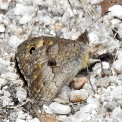 Geitoneura klugii (Marbled Xenica) at Tennent, ACT - 21 Jan 2022 by JohnBundock