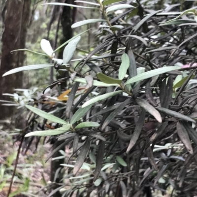Pittosporum bicolor (Banyalla) at Harolds Cross, NSW - 15 Jan 2022 by Tapirlord