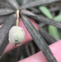 Elaeocarpus holopetalus at Harolds Cross, NSW - 15 Jan 2022 12:13 PM