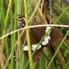 Nyctemera amicus (Senecio Moth, Magpie Moth, Cineraria Moth) at Tennent, ACT - 21 Jan 2022 by JohnBundock