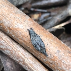 Cystopelta astra (Snowy Mountains Humpback Slug) at Harolds Cross, NSW - 15 Jan 2022 by Tapirlord