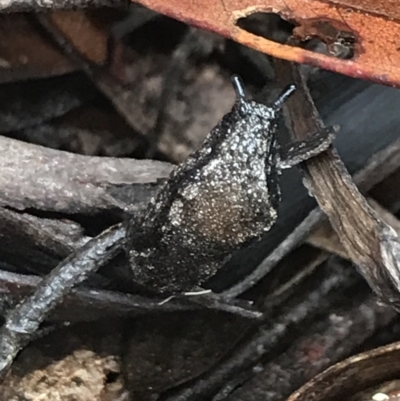 Cystopelta astra (Snowy Mountains Humpback Slug) at Harolds Cross, NSW - 15 Jan 2022 by Tapirlord