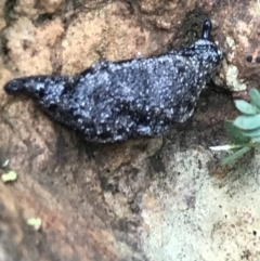 Cystopelta astra (Snowy Mountains Humpback Slug) at Harolds Cross, NSW - 15 Jan 2022 by Tapirlord