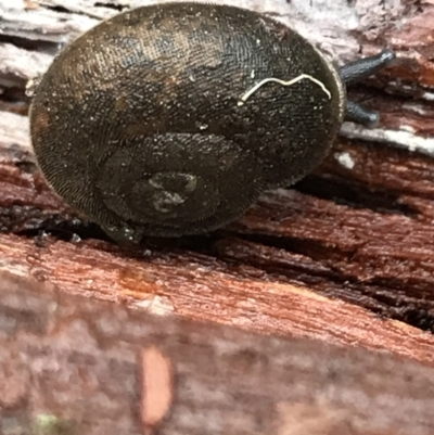 Austrochloritis (Genus) (Undescribed Austrochloritis species) at Tallaganda National Park - 15 Jan 2022 by Tapirlord