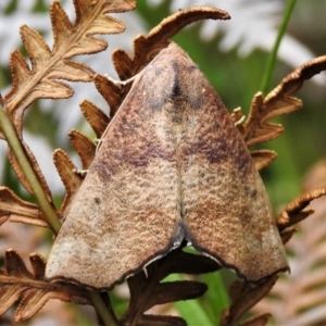 Mnesampela privata at Tennent, ACT - 21 Jan 2022