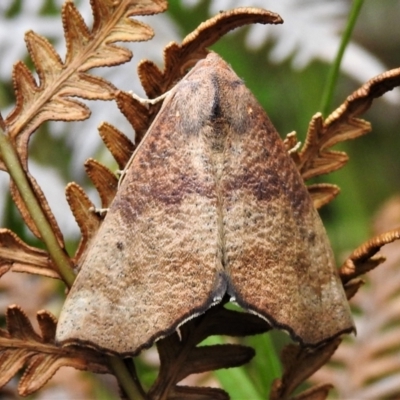 Mnesampela privata (Autumn Gum Moth) at Tennent, ACT - 21 Jan 2022 by JohnBundock