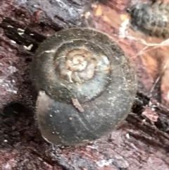 Austrochloritis (Genus) (Undescribed Austrochloritis species) at Harolds Cross, NSW - 15 Jan 2022 by Tapirlord