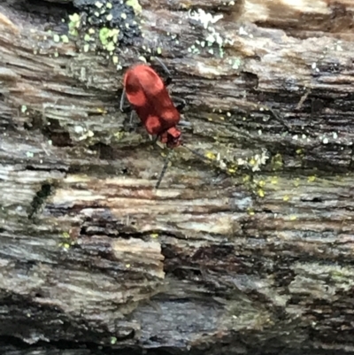 Lemodes coccinea (Scarlet ant beetle) at Tallaganda National Park - 15 Jan 2022 by Tapirlord