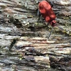 Lemodes coccinea at Harolds Cross, NSW - 15 Jan 2022