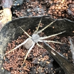 Unidentified Spider (Araneae) at Harolds Cross, NSW - 15 Jan 2022 by Tapirlord