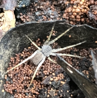 Unidentified Spider (Araneae) at Harolds Cross, NSW - 15 Jan 2022 by Tapirlord
