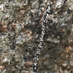 Austroaeschna multipunctata (Multi-spotted Darner) at Tennent, ACT - 21 Jan 2022 by JohnBundock