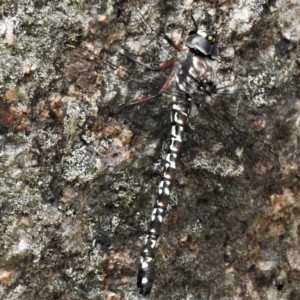 Austroaeschna multipunctata at Tennent, ACT - 21 Jan 2022 01:20 PM