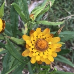 Xerochrysum bracteatum (Golden Everlasting) at Jingera, NSW - 15 Jan 2022 by Tapirlord