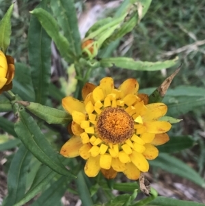 Xerochrysum bracteatum at Jingera, NSW - 15 Jan 2022